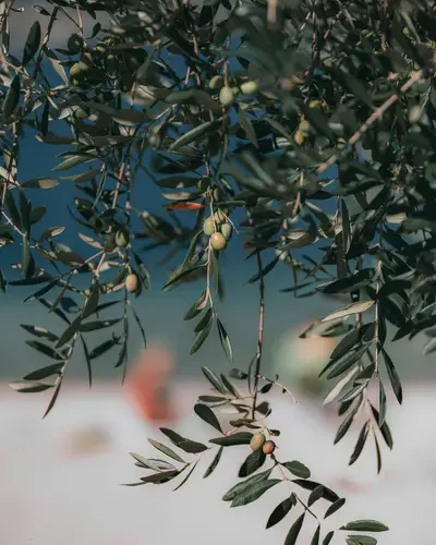 secrets de beauté de la Grèce, l'huile d'olive